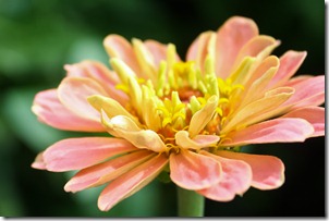 zinnia1