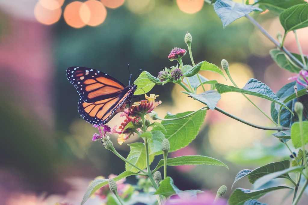 a monarch in my own backyard