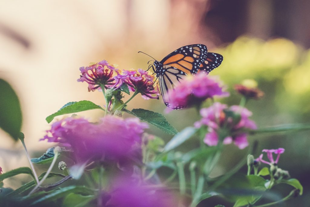 a monarch in my own backyard