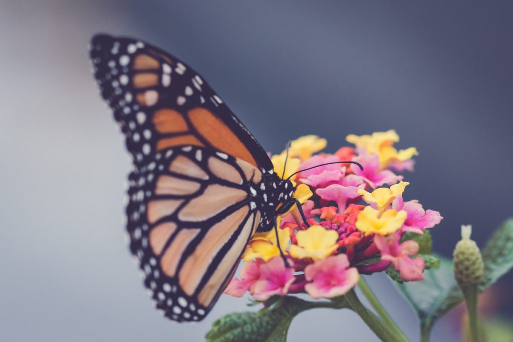 a monarch in my own backyard