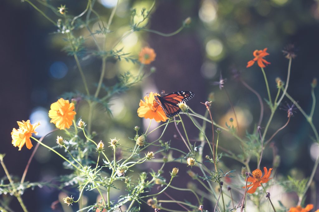 Monarch Butterfly