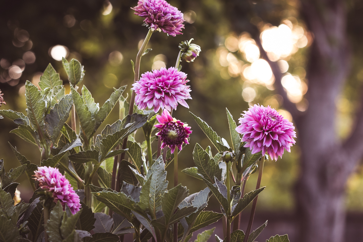 Dahlia Season