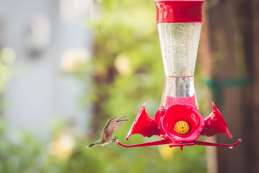 Summer Magic::Hummingbirds