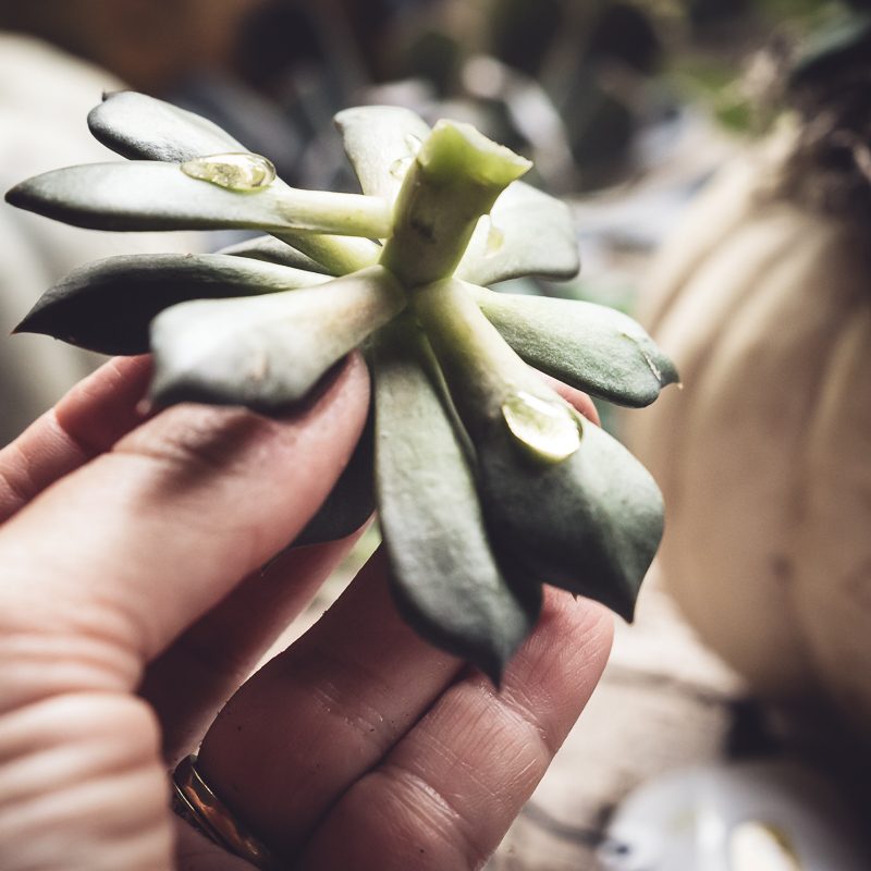 Succulent & Pumpkin Planter