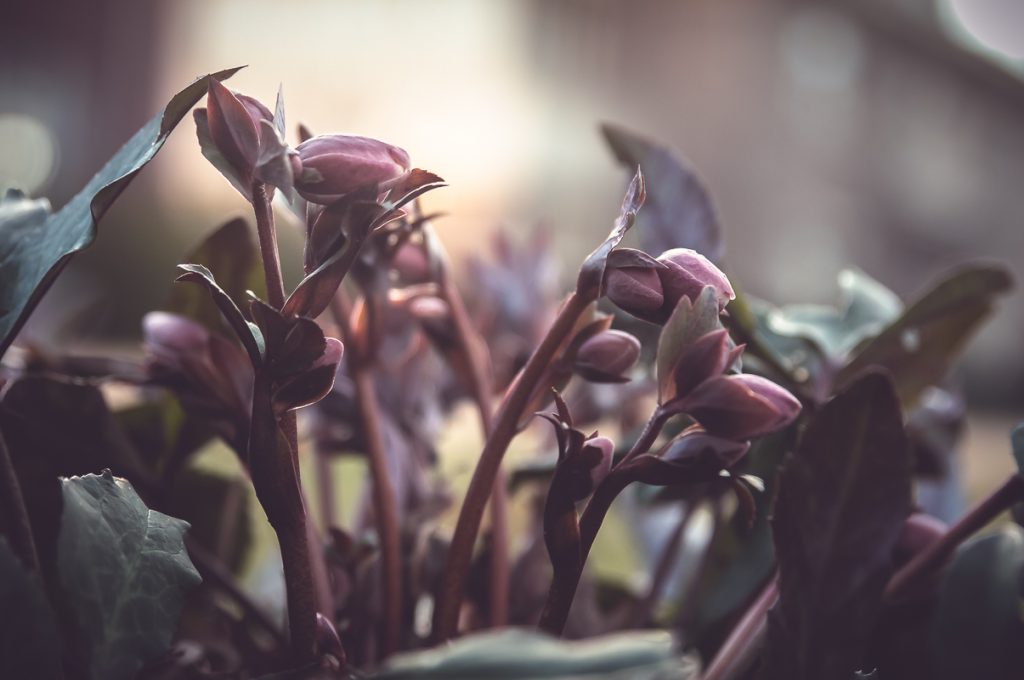 Hellebore in my garden.