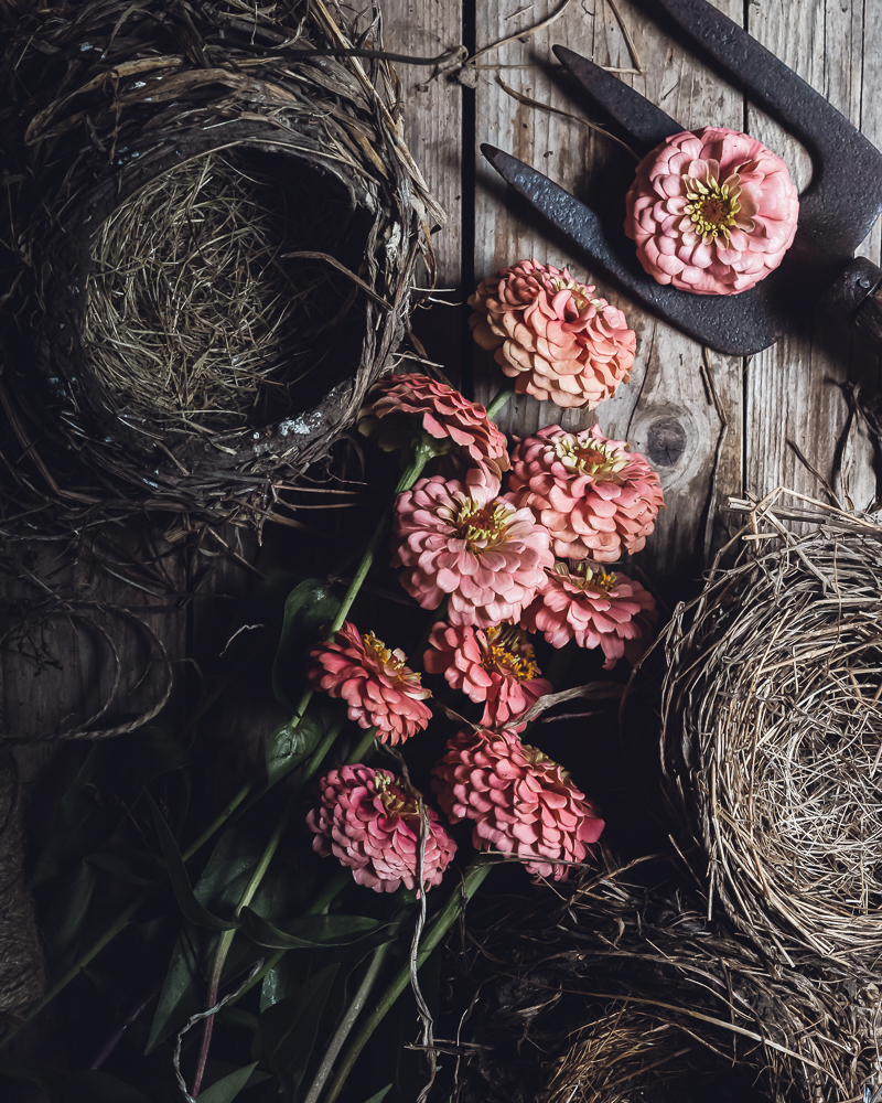 Birds Nests