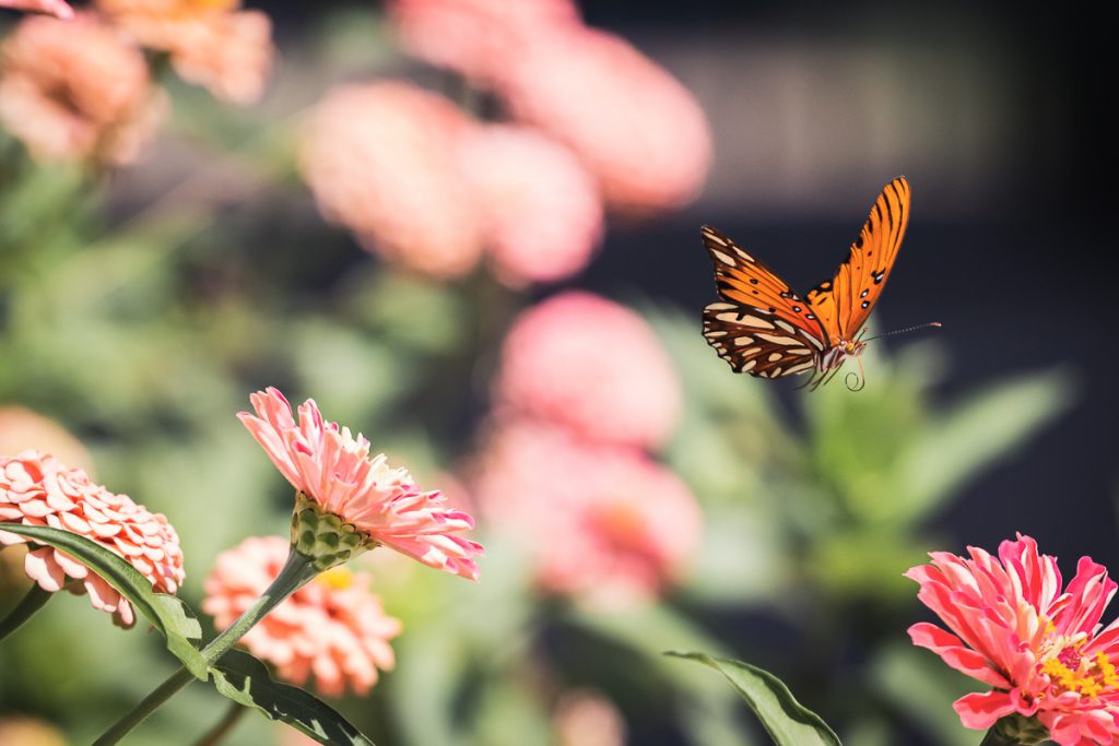 Gulf Fritillary Butterfly