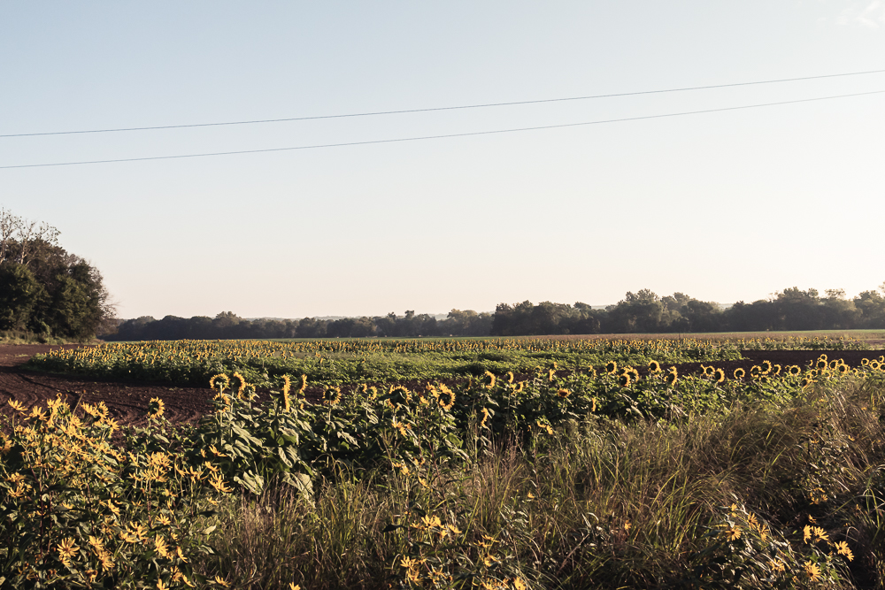 Grinter Sunflower Farm