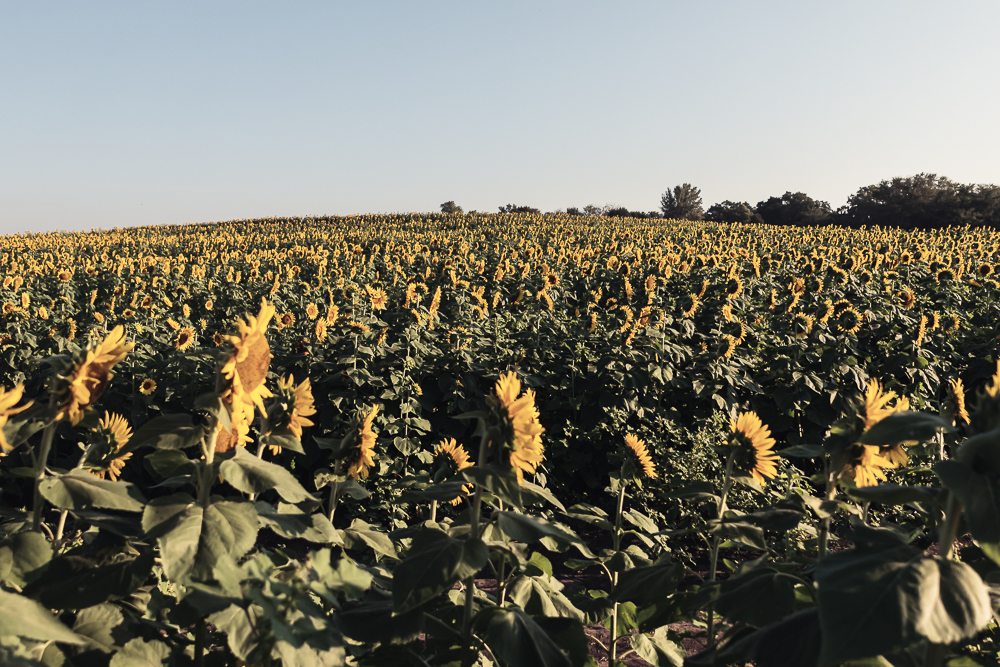 Grinter Sunflower Farm