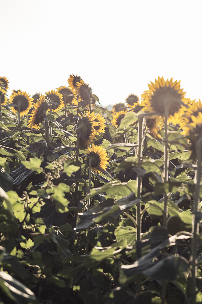 Grinter Sunflower Farm