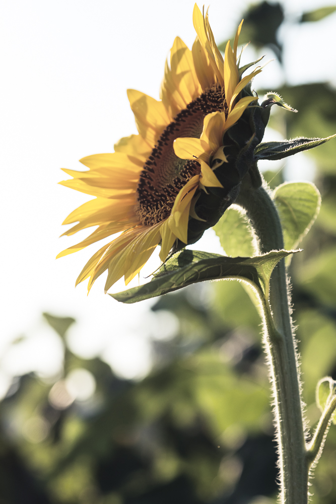 Grinter Sunflower Farm