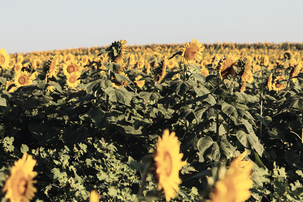 Grinter Sunflower Farm