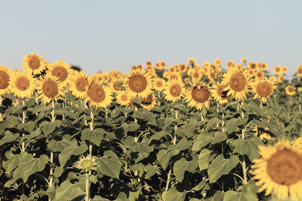 Grinter Sunflower Farm