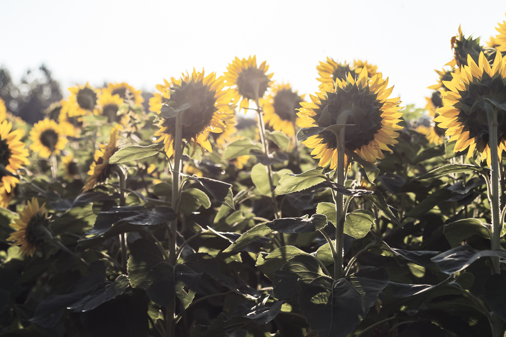 Grinter Sunflower Farm