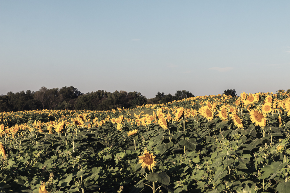 Grinter Sunflower Farm