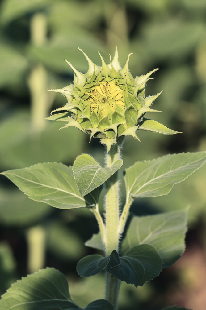 Grinter Sunflower Farm