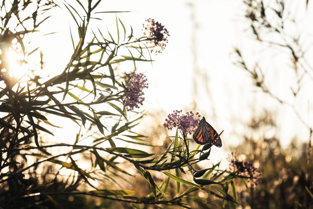 A Gathering Place for Monarchs