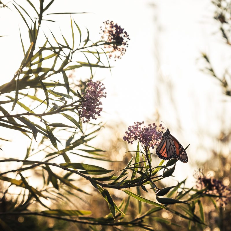 A Gathering Place for Monarchs