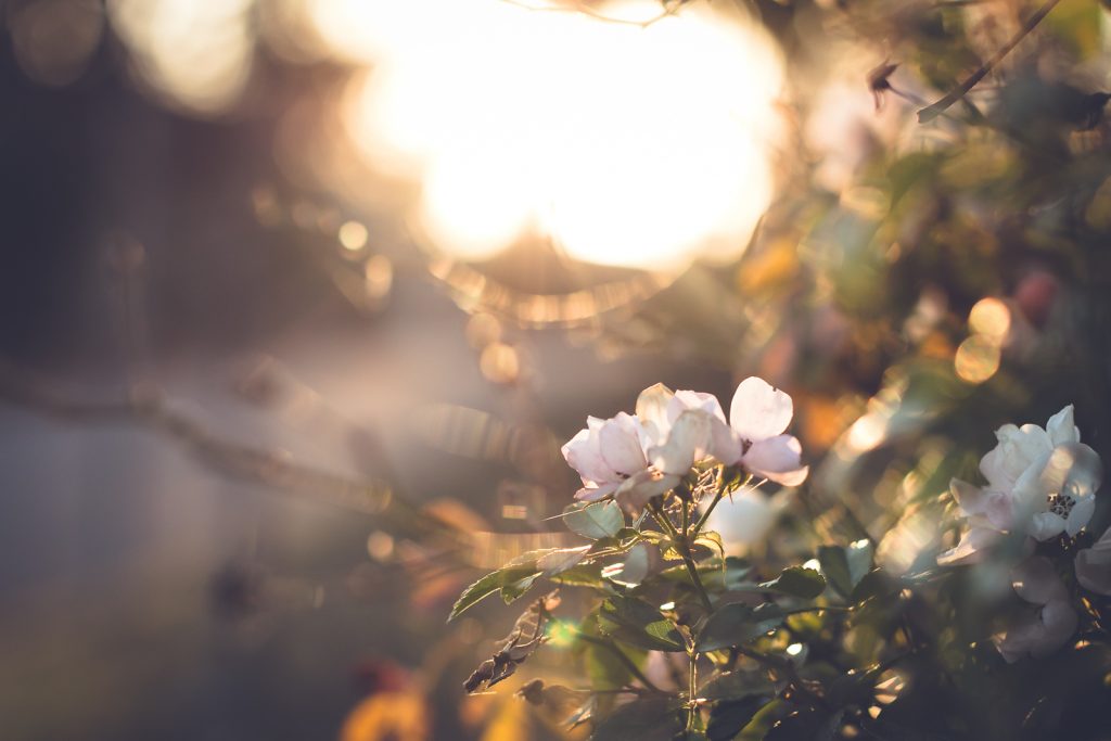 everydaymagic_bokeh_08