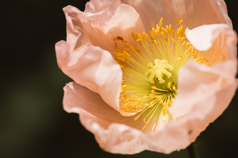 The Glory of Gardening