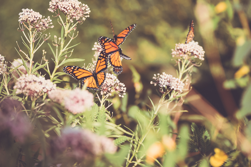 The Migrating Monarchs