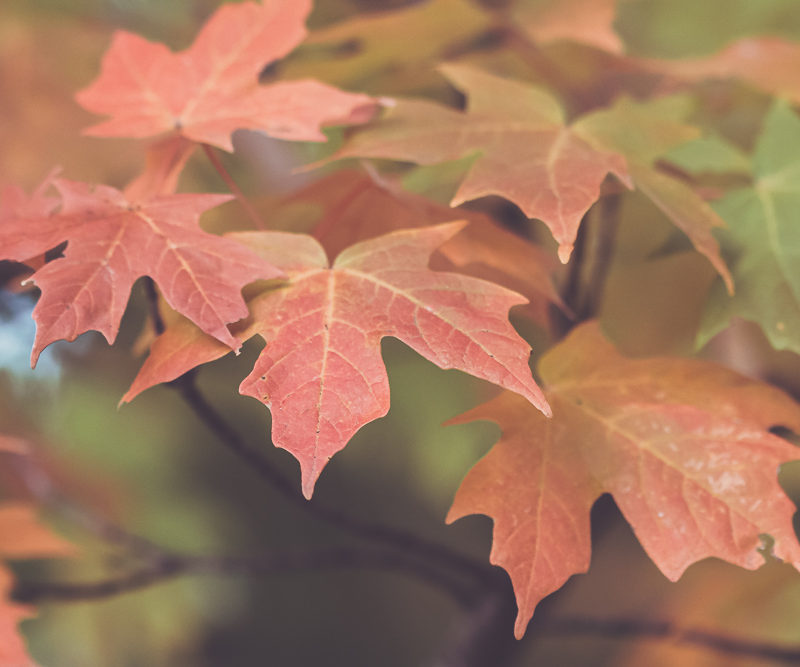 Photographing Fall Foliage