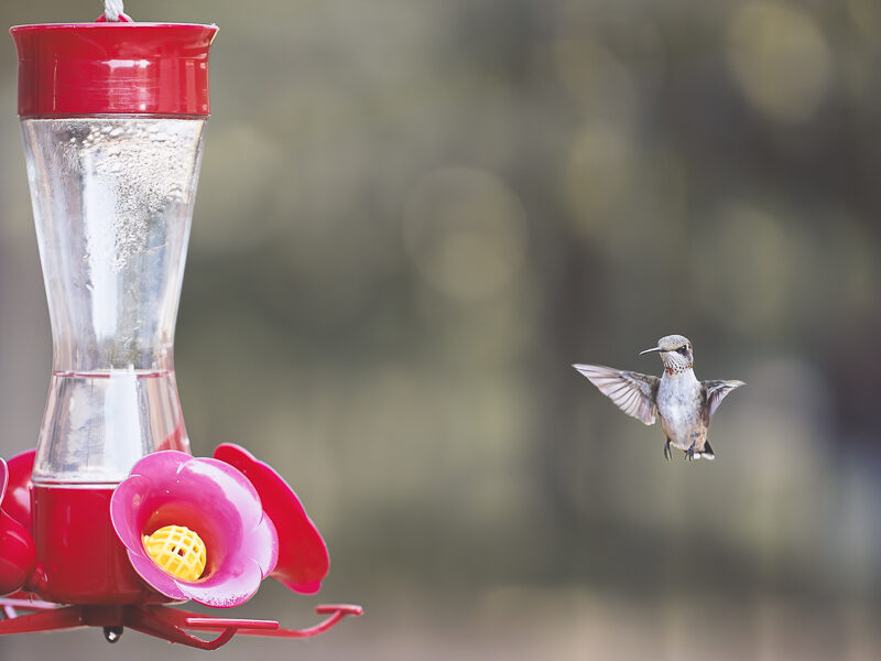 Hummingbird Season