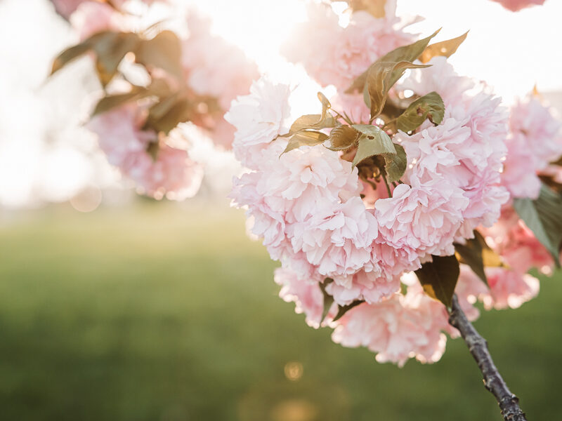 Pretty in Pink